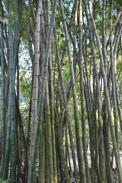 Pianta Bambù Rapida Crescita — Foto Stock