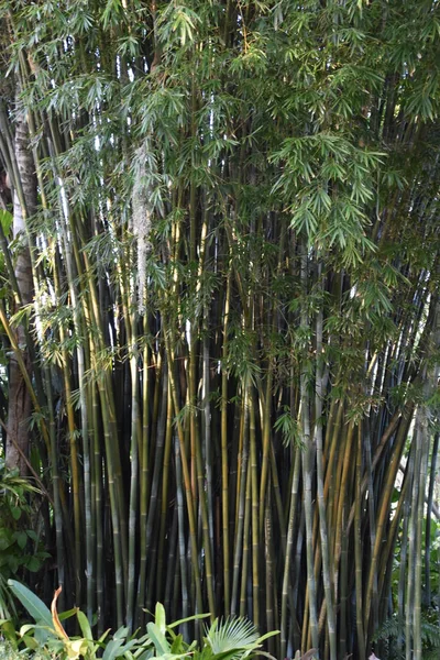 Planta Bambu Rápido Crescimento — Fotografia de Stock