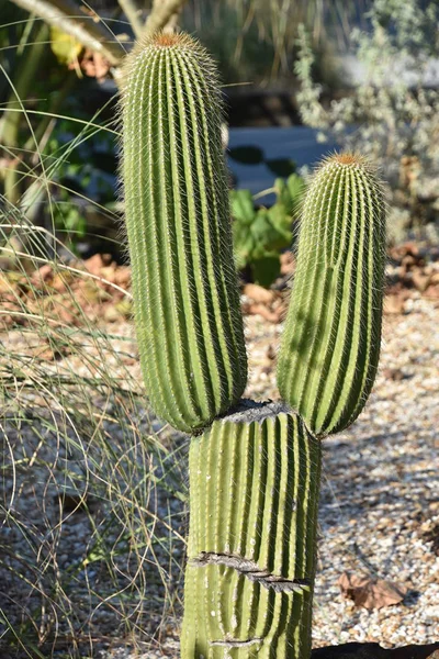 Kaktus Öknen — Stockfoto