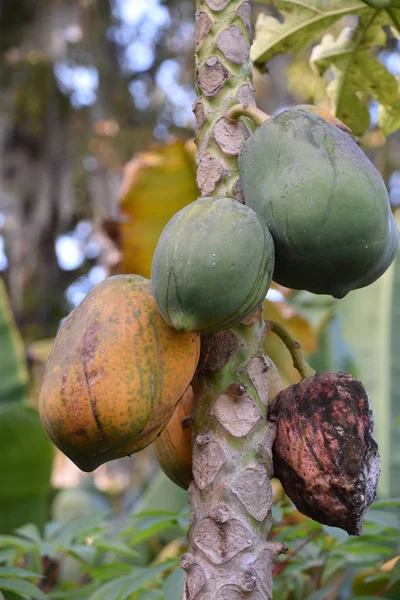Growing Papaya Fruit — Stock Photo, Image