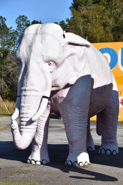 HARDEEVILLE, SC - NOV 30: Thelma ve Louise (Big Al ve Lizzy) 30 Kasım 2019 'da Güney Carolina, Hardeeville' deki Papa Joes Havai fişek fabrikasında filler.