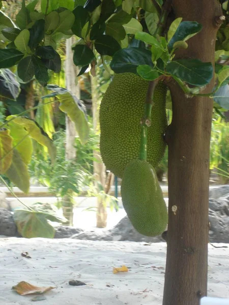 Crescendo Jackfruit Uma Fazenda — Fotografia de Stock