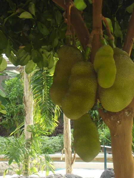 Crescendo Jackfruit Uma Fazenda — Fotografia de Stock