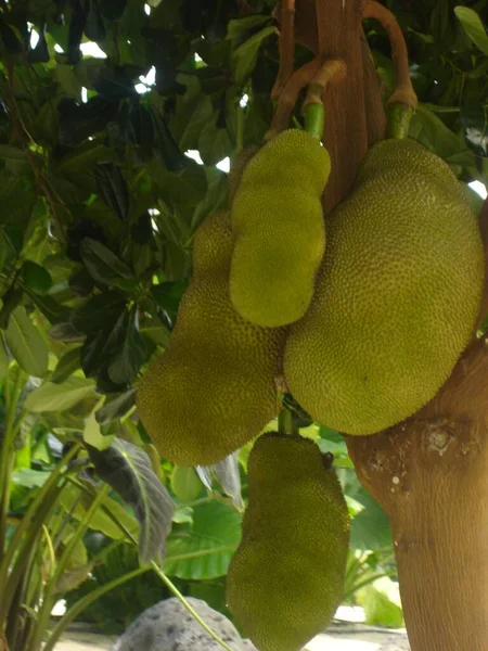 Crescendo Jackfruit Uma Fazenda — Fotografia de Stock