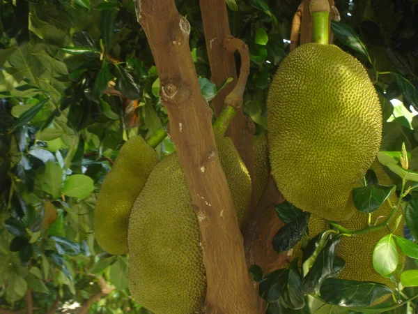 Growing Jackfruit Farm — Stock Photo, Image