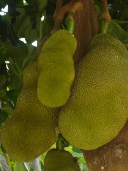 Growing Jackfruit Farm — Stock Photo, Image
