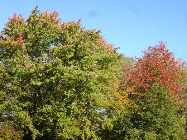 米国コネチカット州の秋色 — ストック写真