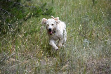 Çalışan Labradoodle köpek yavrusu