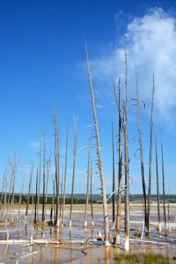 Yellowstone Milli Parkı, ölü ağaçlar