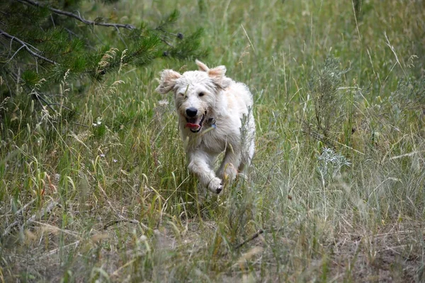 Çalışan Labradoodle köpek yavrusu