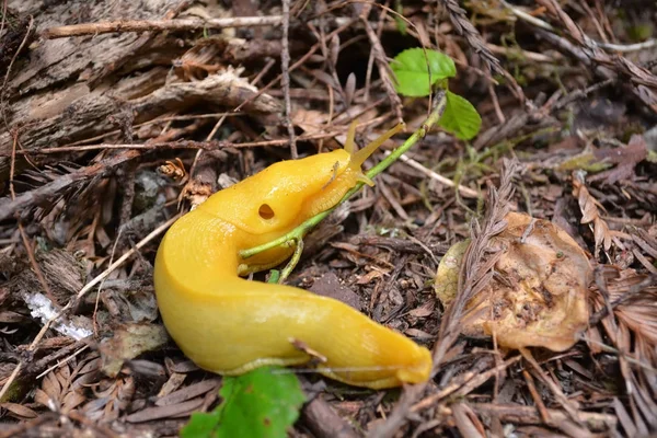 Banana slug, Redwood national Park, CA, USA — Stock Photo, Image