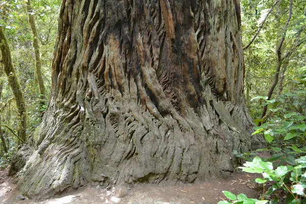 Forêt de séquoias, CA, USA — Photo