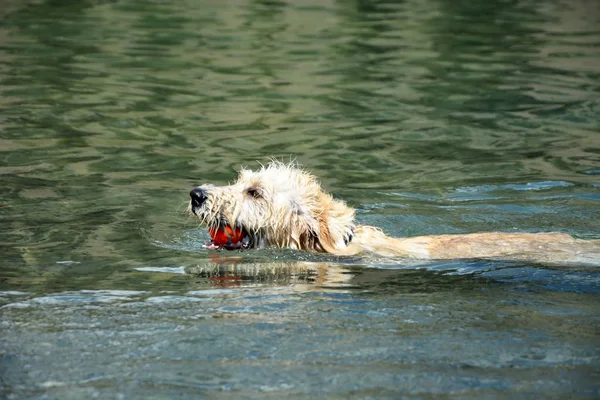 Swimming Labradoodle poppy with tennis ball — Stock Photo, Image