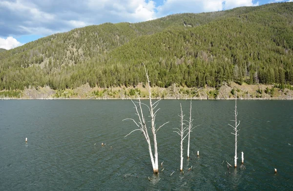 Ölü ağaçlar gölde. Montana, Yellowstone Milli Parkı — Stok fotoğraf