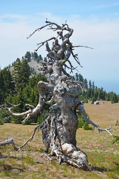 Forme unique arbre mort — Photo