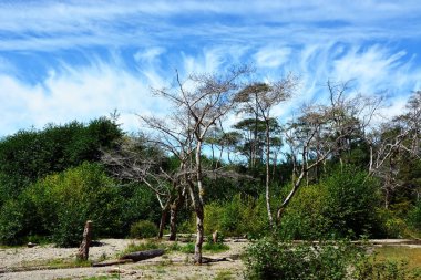 Ölü ağaçlar ile manzara