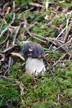 Ormanda Cep mantarı