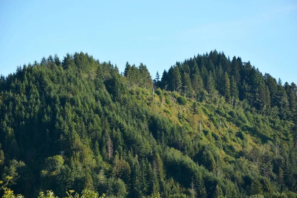 Bos op de heuvel — Stockfoto