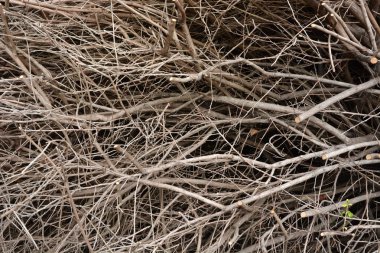 Arka plan olarak yoğun dalları