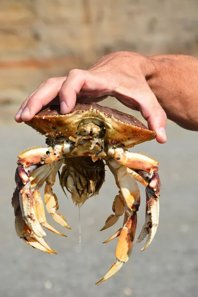 Crab in the man hand — Stock Photo, Image