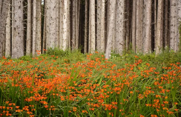 Arka planlar, yoğun orman ile kırmızı çiçekler — Stok fotoğraf