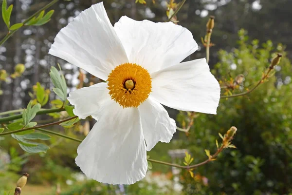 White poppy flower, close up shot