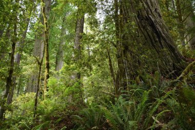 Sekoya ormanı, Kaliforniya, ABD