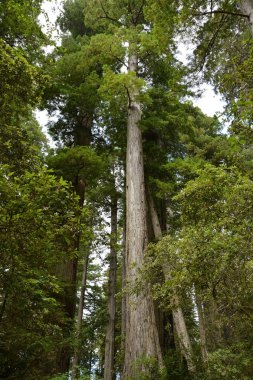 Sekoya ormanı, Kaliforniya, ABD