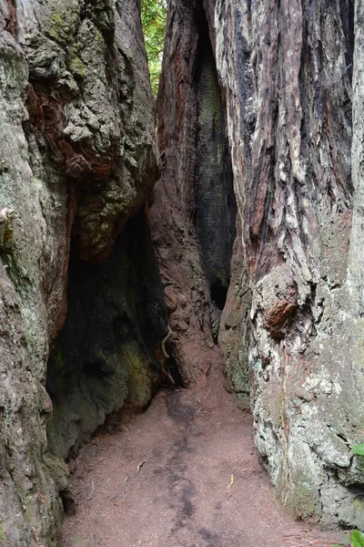 Forêt de séquoias, CA, USA — Photo