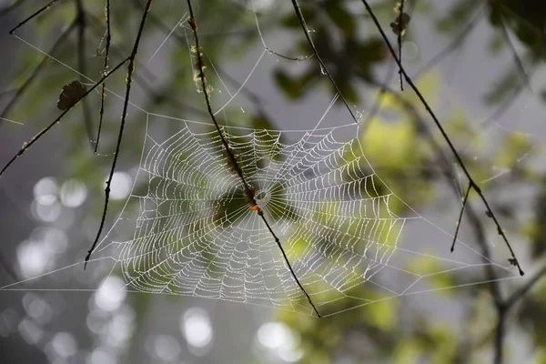 Toile d'araignée dans la forêt — Photo