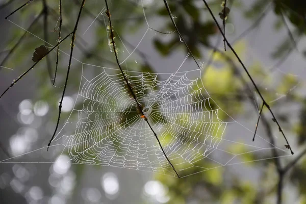 Spinnenweb in het bos — Stockfoto