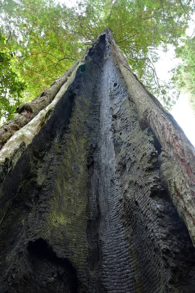 Forêt de séquoias, CA, USA — Photo