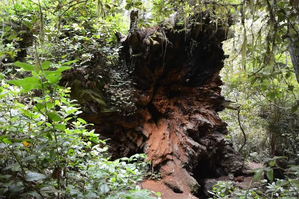 Redwood erdőben, Ca, Amerikai Egyesült Államok — Stock Fotó