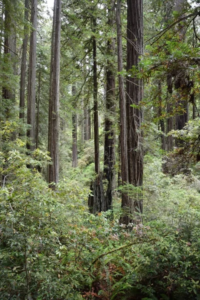 Δάσος redwood, Καλιφόρνια, ΗΠΑ — Φωτογραφία Αρχείου