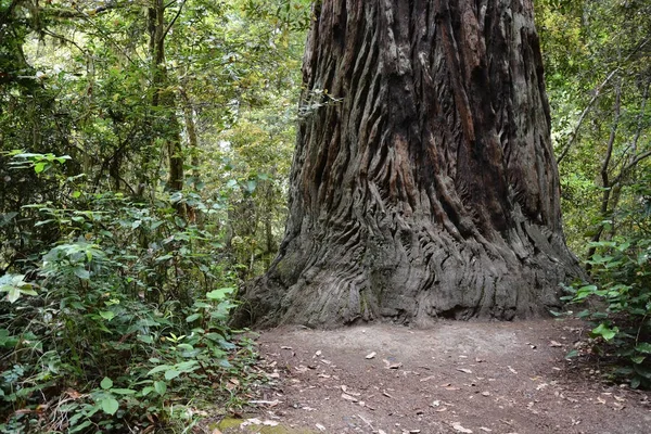 Redwood Wald, ca, usa — Stockfoto