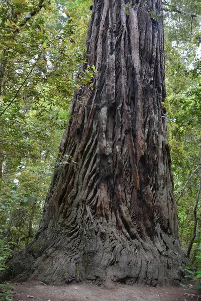 Forêt de séquoias, CA, USA — Photo