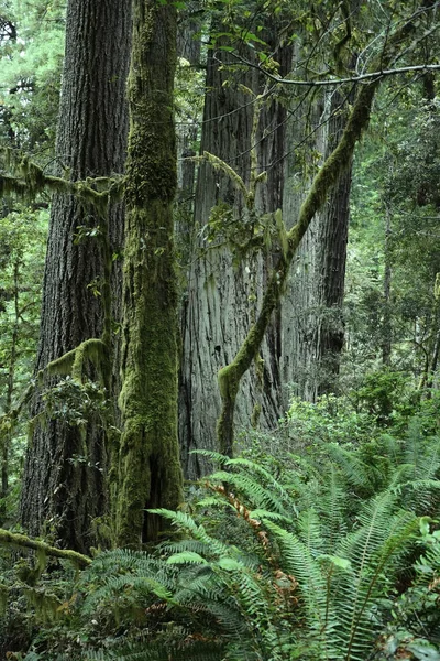 Δάσος redwood, Καλιφόρνια, ΗΠΑ — Φωτογραφία Αρχείου