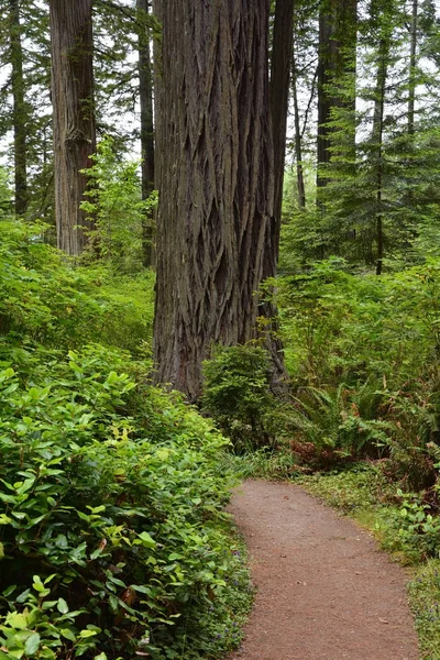 Δάσος redwood, Καλιφόρνια, ΗΠΑ — Φωτογραφία Αρχείου