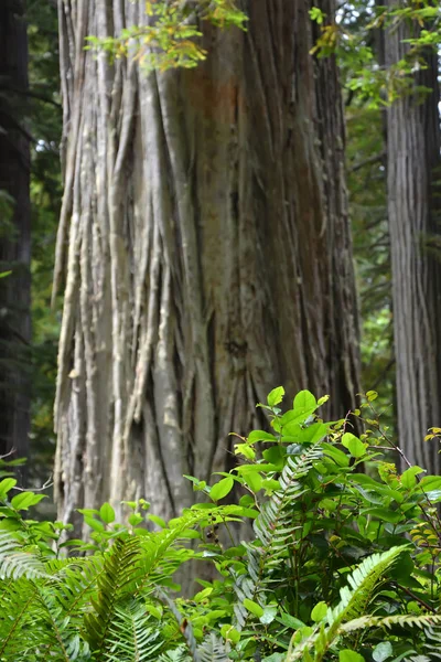 Redwood erdőben, Ca, Amerikai Egyesült Államok — Stock Fotó