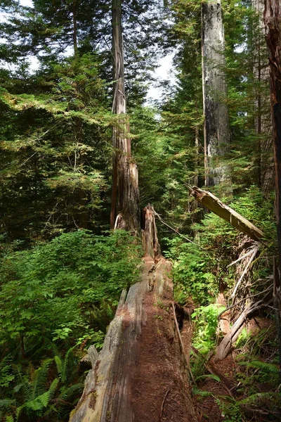 Редвуд-лес, Калифорния, США — стоковое фото