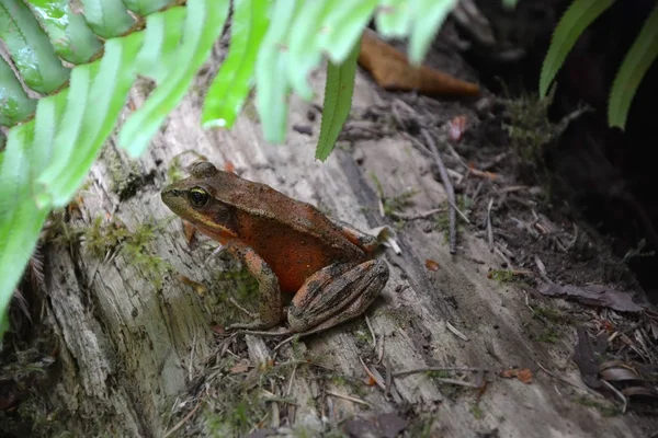 세쿼이아 트렁크에서 레드우드 숲 개구리 — 스톡 사진