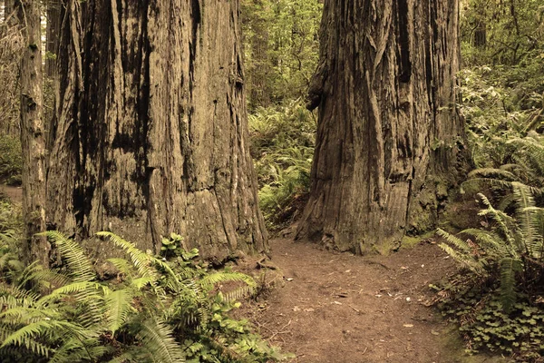 Δάσος redwood, Καλιφόρνια, ΗΠΑ — Φωτογραφία Αρχείου