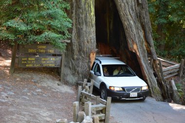 California, servi ağaçlarının Milli Park, Amerika Birleşik Devletleri - 17 Ağustos: Ünlü cazibe-den geçerek götürmek ağaç üzerinde 17 Ağustos 2013 yılında Redwoods milli park, Ca