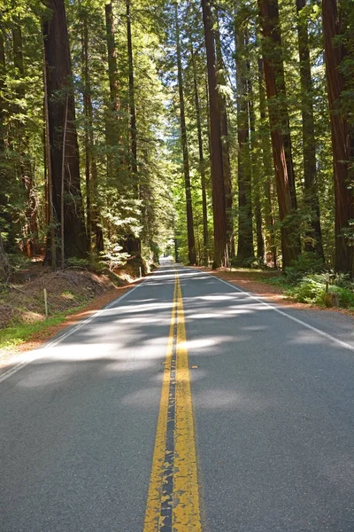 Famous Avenue of the giants in CA, USA