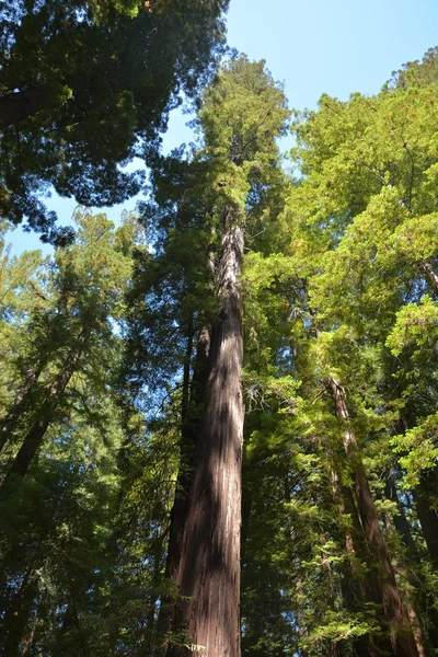 Дерево Sequoia в лесу Редвуд, штат Калифорния, США — стоковое фото