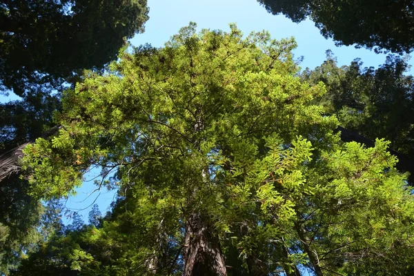 Albero di sequoia nella foresta di sequoia, CA, USA — Foto Stock