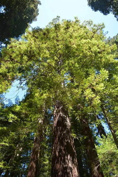 Дерево Sequoia в лесу Редвуд, штат Калифорния, США — стоковое фото