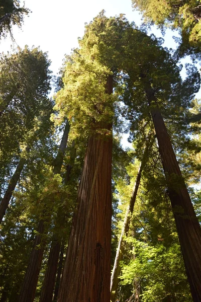 Sequoia δέντρο στο δάσος Redwood, Καλιφόρνια, ΗΠΑ — Φωτογραφία Αρχείου