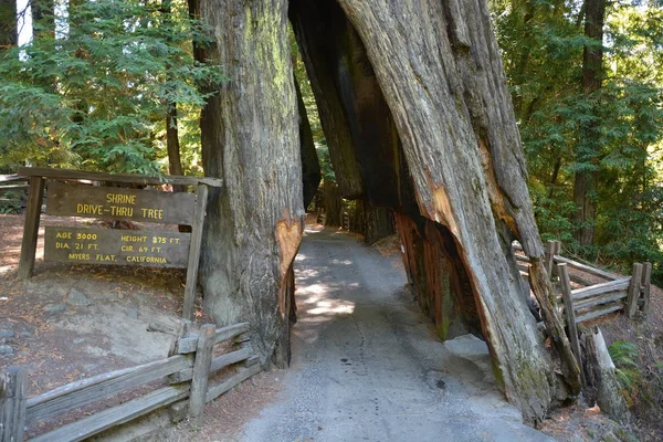 California Redwoods Milli Parkı ağacında aracılığıyla sürücü — Stok fotoğraf