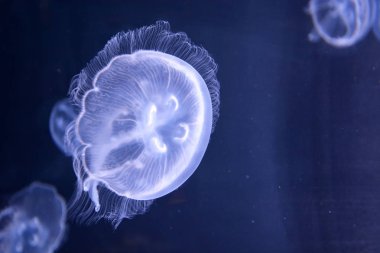 Benekli jellyfishes. Sualtı sahne